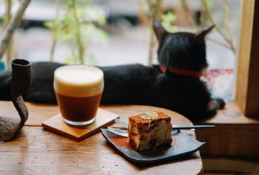 花蓮咖啡廳｜Caffe Fiore珈琲花：被貓咪及植栽療癒包圍著的咖啡廳， 手沖咖啡口味眾多都是真實力