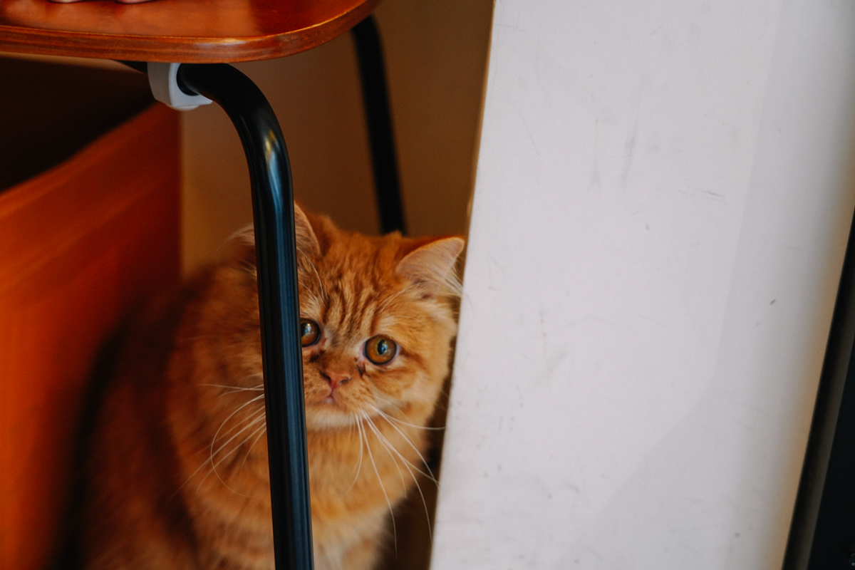 板橋咖啡｜CHUN 純咖啡：自家烘培咖啡豆、板橋不限時咖啡廳咖啡店，寵物友善，店裡有萌貓狗