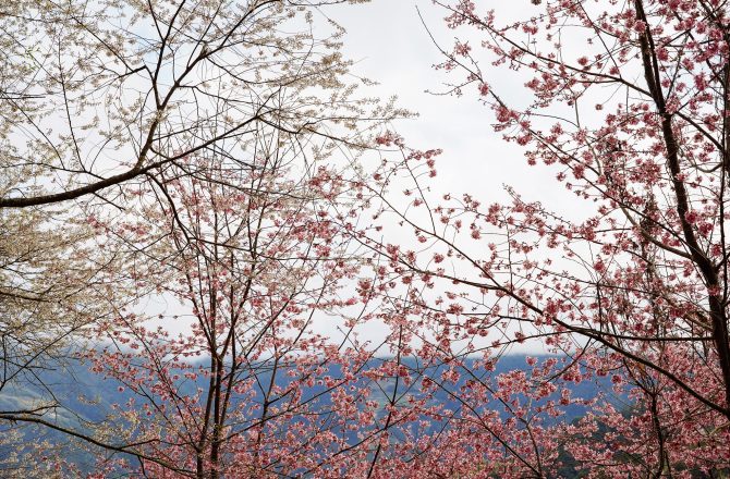 新竹賞櫻景點｜萬里山園：號稱「遠得要命的賞櫻秘境」藏在新竹深山中的秘境，整片粉嫩昭和櫻及雪白霧社櫻滿開