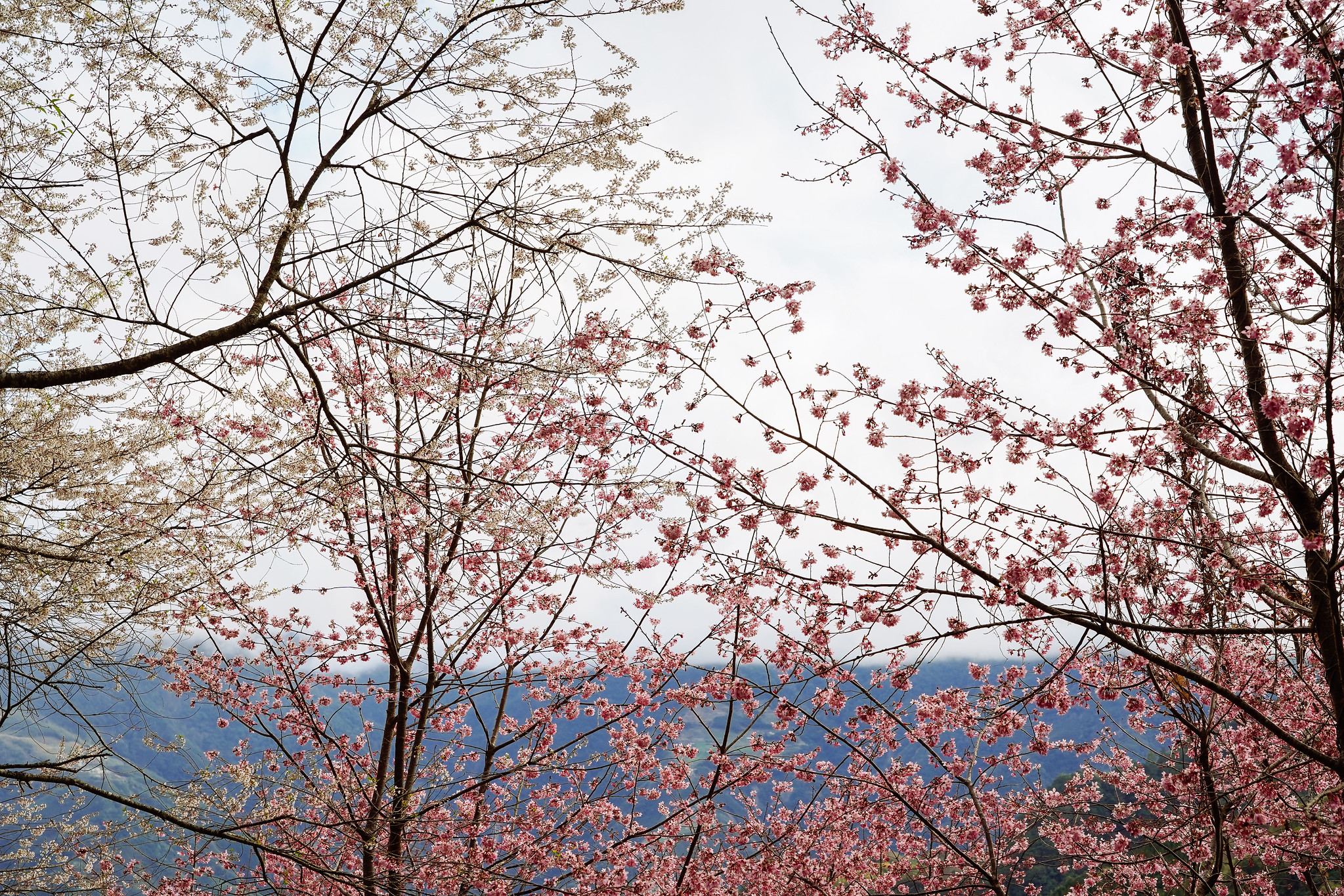 新竹賞櫻景點｜萬里山園：號稱「遠得要命的賞櫻秘境」藏在新竹深山中的秘境，整片粉嫩昭和櫻及雪白霧社櫻滿開
